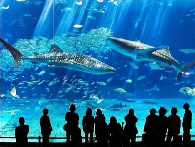 Acuario gigante a medida